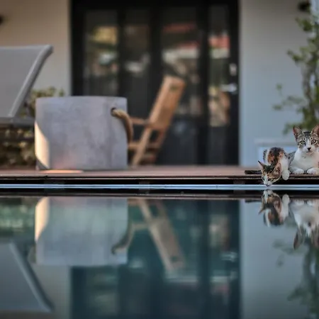 Oda ve Kahvaltı Cunda Pıer 4*